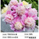 臨雅芍藥花苗重瓣帶芽大苗鮮花四季開花卉陽(yáng)臺(tái)庭院牡丹花盆栽植物 芍藥【巧玲】大苗