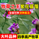 斡爾牧場(chǎng)進(jìn)口紫花苜蓿種子多年生苜蓿草種籽四季常青牧草雞鴨鵝牛羊魚(yú)草籽