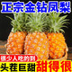 金鉆鳳梨精選樹上熟當(dāng)季熱帶新鮮水果非海南菠蘿手撕鳳梨整箱 【精選特惠】帶箱4-5斤