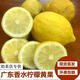 【果園直發(fā)】現(xiàn)摘正宗無籽廣東香水檸檬青黃果鴨屎香奶茶店專用 香水檸檬青黃果1斤裝45克-230克