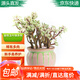 花琴金枝玉葉錦多肉植物多肉老樁盆景綠植花卉金枝玉葉含盆土源頭直發(fā)