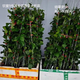 欽蜜9號(hào)百香果苗廣西純甜黃金樹苗庭院盆栽種植當(dāng)年結(jié)果帶土四季 2顆 欽蜜九號(hào)大杯苗 100cm 30—40cm
