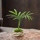 羅漢松指尖微型小盆栽桌面迷你拇指綠植掌中寶盆景觀(guān)葉擺件好養活 袖珍椰子-拇指云山盆