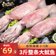 東上御品 山東 大魷魚(yú)凈重2.9-3斤 約3-5條魷魚(yú) 燒烤海鮮食材-源頭直發(fā)