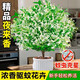 夜來(lái)香盆栽綠植濃香型千里香驅(qū)蚊植物室內(nèi)庭院陽(yáng)臺(tái)四季花卉好養(yǎng)活 精選8年苗【原盆土發(fā)貨】開(kāi)爆滿+肥