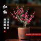 沭之美紅梅臘梅花樹(shù)苗室內(nèi)植物庭院 紅梅約1cm粗小苗（不含盆）源頭直發(fā)