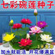 四季混色碗蓮入水即活魚缸庭院盆景易種水生小荷花睡蓮綠植 42粒多色混合優(yōu)選大果100%成活率 遇水開花*粒粒人工優(yōu)先*個(gè)大飽滿