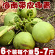 6個(gè)裝海南帶皮椰青新鮮椰子孕婦水果補羊水大果嫩青椰汁多椰子雞 10個(gè)