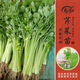 壽禾 蔬菜苗活苗帶土發(fā)貨大全菜苗種苗秋冬各種秧苗山東壽光苗子陽臺 小香芹菜苗10棵