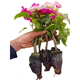 15元3棵  三角梅盆栽帶花四季開(kāi)花勤花精品重瓣三角梅苗花卉植物 三角梅自選三顆【下單備注品種】 不含盆