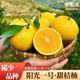 世果達正宗陽(yáng)光一號桔柚 湖南懷化洪江特產(chǎn)水果冰糖柑橘子貢柚整箱送禮 5斤普裝大果【單果75mm】