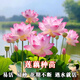行湘荷花藕種水養(yǎng)池塘種苗 荷花藕苗3個顏色隨機(jī)【不含盆】源頭直發(fā)