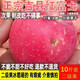 【搶購中】山西吉縣壺口蘋(píng)果瑕疵蘋(píng)果糖心富士新鮮蘋(píng)果 大小匯裝應季蘋(píng)果 整箱9.6-10斤