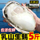 漁吻生蠔鮮活特大海蠣子帶箱新鮮牡蠣帶殼生鮮貝類(lèi)送禮 6XL超大帶箱5斤【7-9個(gè)】