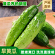 京地達黃瓜山東旱黃瓜 凈重5斤 單果80g+ 新鮮蔬菜源頭直發(fā)包郵