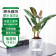 萌肉居黑金剛植物橡皮樹(shù)盆栽花卉室內耐旱綠植/2株橡皮樹(shù)早安盆源頭直發(fā)