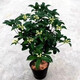 飛沭桂花苗陽(yáng)臺(tái)盆栽濃香原生四季桂花樹(shù)庭院花園地栽四季常青植 四季桂2年苗