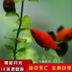 卡奇魚(yú) 胎生魚(yú) 瑪麗球魚(yú)熱帶觀(guān)賞魚(yú)淡水魚(yú)活體魚(yú)寵物魚(yú)寵物活體麗麗曼龍 黑尾月光10條
