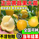 黃晶果樹(shù)苗嫁接苗6號四季當年結果南方耐寒大黃寶石冬蜜黃金果苗 黃寶石黃晶果【強烈推薦】 兩年苗嫁接苗