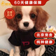 帥帥名寵    查理王小獵犬純種健康 北京犬舍  保健康聰明好打理 血統(tǒng)級(jí)
