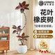 臨雅花葉橡皮樹綠植客廳大盆栽黑金剛落地室內高級感大型花卉綠色植物 花葉橡皮樹1.4-1.5米+創(chuàng)意圓球盆