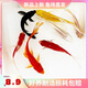 觀賞魚(yú)草金魚(yú)苗養(yǎng)不死金魚(yú)小活魚(yú)小寵物好養(yǎng)耐活養(yǎng)不死的金魚(yú)包活 吉祥如意-5到7cm草金10條 年年有余 財(cái)運(yùn)亨通】隨機(jī)送魚(yú)食