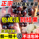 臨雅四季嘉寶果樹(shù)果苗沙巴艾斯卡樹(shù)葡萄苗果樹(shù)庭院名貴南北方種植盆栽 四季紅妃嘉寶果80-90cm高