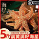 海星鮮活派大星新鮮熟凍速凍海星滿籽海鮮野生五角星食用海星順豐 【5斤裝】量大實(shí)惠