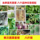 新鮮蔬菜盲盒 農家菜 時令蔬菜組合5斤 裝蔬菜禮盒 新鮮蔬菜混搭5斤裝