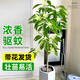 臨雅白蘭花盆栽玉蘭花樹(shù)苗帶花苞黃角蘭室內庭院濃香花卉四季開(kāi)花植物 【白蘭】花苗50-60cm左右