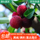 萌肉居楊梅樹(shù)苗果樹(shù)苗南方種植盆栽地栽綠植楊梅苗約4cm粗1棵源頭直發(fā)