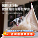暮秋小主蜜袋鼯活物幼崽小飛鼠會(huì)滑翔蜜袋鼠寶寶蜜袋鼬活體寵物鼠活寵 3個(gè)月壓成蜜袋鼯母【推薦】
