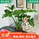 萌肉居春羽盆栽花卉水生綠植觀葉植物/小春羽20厘米高3棵源頭直發(fā)