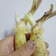 荷花種藕苗根苗淺水藕高產(chǎn)食用蓮藕苗種苗觀(guān)賞紅白蓮池塘水缸盆栽 5顆帶芽發(fā)貨