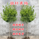 洛與霞獨桿黃楊樹(shù)苗別墅庭院大型盆景耐寒四季常青易成活小葉瓜子黃楊苗 獨桿黃楊：3公分粗
