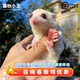 暮秋小主蜜袋鼯活物幼崽小飛鼠會(huì )滑翔蜜袋鼠寶寶蜜袋鼬活體寵物鼠活寵 奶油奧比諾【母】