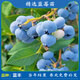 磊運特大果高產(chǎn)藍莓苗帶土發(fā)貨藍莓樹(shù)苗南方北方種植盆栽地栽當年結果 藍豐藍莓4年苗（當年結果）