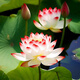 重瓣荷花盆栽水養花卉池塘水培植物大型觀(guān)賞蓮花種藕苗濃香四季開(kāi) 艷紅/3顆裝精選種苗 裸根不帶土