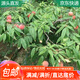 萌肉居桃樹苗桃樹苗毛桃盆地栽水果苗可嫁接原生桃樹苗1厘米粗源頭直發(fā)