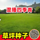 蓿蕾草坪草籽四季常青護(hù)坡綠化高羊茅黑麥草狗牙根馬尼拉矮速生草種子 