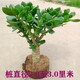 玉樹盆栽紅邊大葉玉樹老樁厚皮臉玉樹室內(nèi)防輻射凈化空氣花卉綠植 玉樹老樁30高（2-2.5厘米粗）
