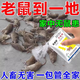 老鼠藥三步到一聞死管用死一窩家用室內(nèi)外死超強效滅鼠專用特效劑 買二送一【全家無老鼠】
