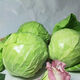 云南新鮮蔬菜圓形鐵頭卷心菜包菜蓮花白圓白菜包心菜現(xiàn)摘綠甘藍 帶箱9-10斤【4-7個】