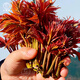 大禹紅油香椿種子香春籽樹(shù)苗山東香椿芽 紅油香椿種子香春芽籽 10g原裝