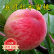 歐悟早熟嫁接桃樹苗五月紅水蜜桃苗庭院陽臺盆栽地栽南北方種植果樹苗 4年結(jié)果苗