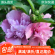 急兔四季木槿花苗耐寒栽種盆景花卉植物重瓣木槿花苗約2CM源頭直發(fā)