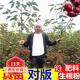 歐悟正宗煙臺嫁接車(chē)厘子樹(shù)苗大櫻桃樹(shù)苗南北方種植庭院陽(yáng)臺盆栽果樹(shù)苗 6年苗粗度2公分（當年結果）