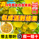 臨雅黃金百香果樹(shù)百香果苗四季不斷結果欽蜜9號嫁接樹(shù)苗南方種植盆栽 【3棵】9號黃金百香果