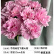 臨雅芍藥花苗重瓣帶芽大苗鮮花四季開(kāi)花卉陽(yáng)臺庭院牡丹花盆栽植物 芍藥【桃花飛雪】大苗
