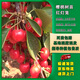 嫣藍車(chē)厘子樹(shù)苗大櫻桃苗盆地栽果樹(shù)苗紅燈籠苗1-1.5公分粗1棵源頭直發(fā)